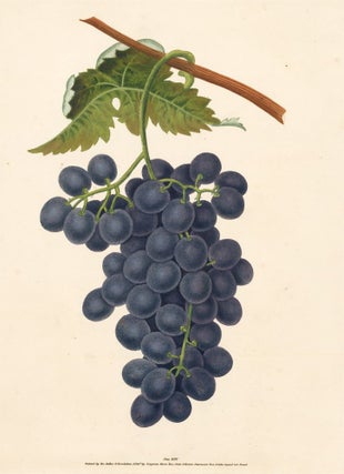 Item nr. 51099 Pl. 36. Raisin de Calmes [Grapes]. Pomona Britannica. George Brookshaw