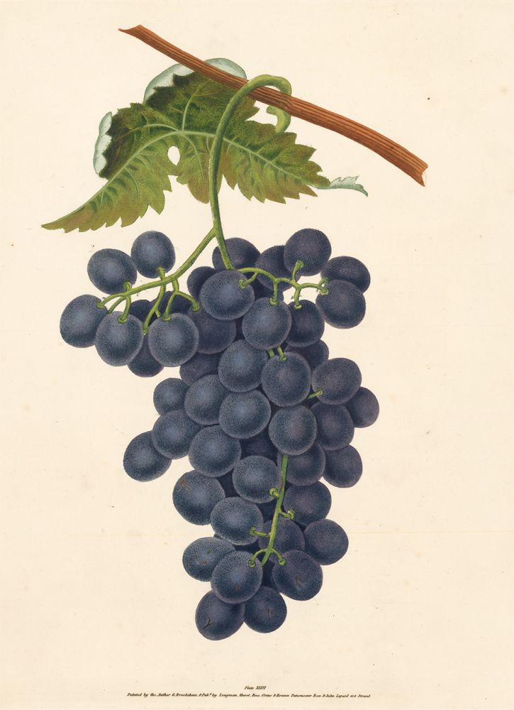 Item nr. 51099 Pl. 36. Raisin de Calmes [Grapes]. Pomona Britannica. George Brookshaw.