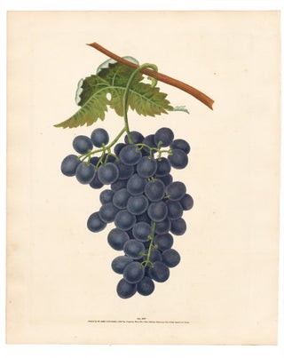 Pl. 36. Raisin de Calmes [Grapes]. Pomona Britannica...