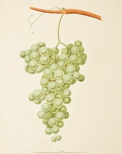 Item nr. 51100 Pl. 37. White Frontiniac [Grapes]. Pomona Britannica. George Brookshaw.