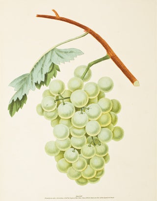 Item nr. 51101 Pl. 35. White Sweet Water [Grapes]. Pomona Britannica. George Brookshaw