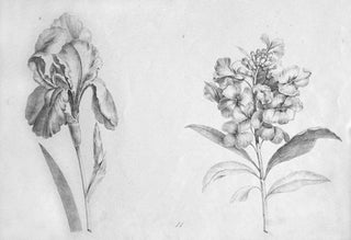 Item nr. 55630 Blumen Zeichnung. Johann Mayrhoffer