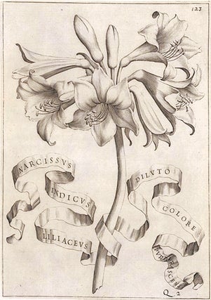 Item nr. 95590 Narcissus Indicus Liliaceus... Flora overo Cultura di Fiori. Giovanni Battista...