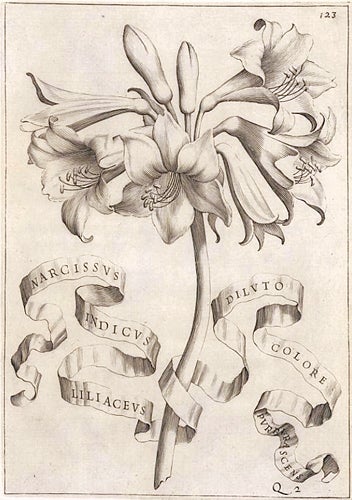 Item nr. 95590 Narcissus Indicus Liliaceus... Flora overo Cultura di Fiori. Giovanni Battista Ferrari.