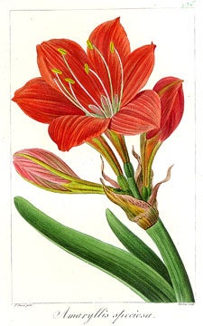 Amaryllis Speciosa [Scarborough Lilly]. Herbier General de l'Amateur.