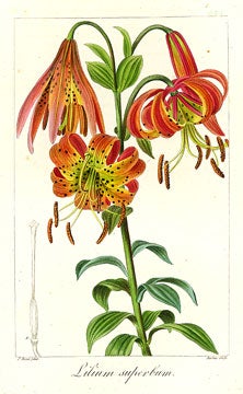 Amaryllis Speciosa [Scarborough Lilly]. Herbier General de l'Amateur.