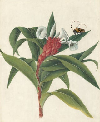 Item nr. 98578 [Tropical Plant & Insects]. European School