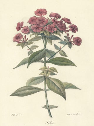 Item nr. 98582 Phlox. Recueil de fleurs d'ornement, par divers artistes. Antoine Pascal