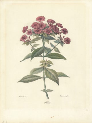 Phlox. Recueil de fleurs d'ornement, par divers artistes.