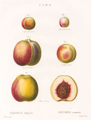 Item nr. 99979 Pêcher (Peaches). Traite des Arbres et Arbustes. Pierre Joseph Redoute