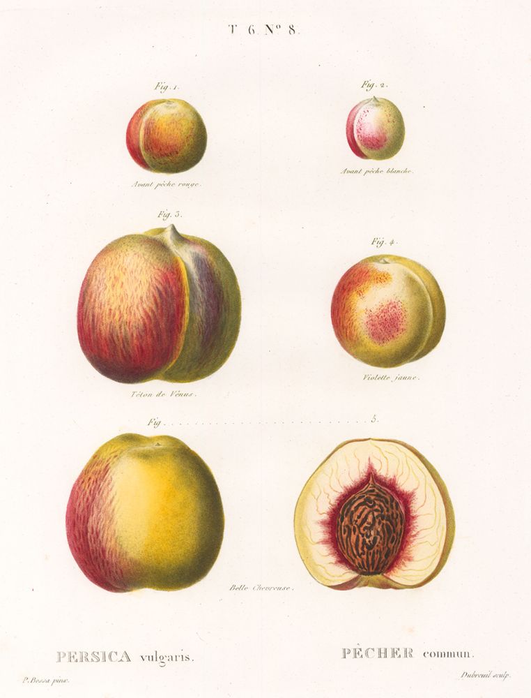 Item nr. 99979 Pêcher (Peaches). Traite des Arbres et Arbustes. Pierre Joseph Redoute.